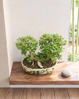 Ficus Long-Island Bonsai