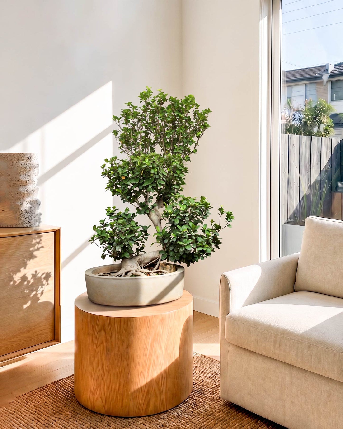 Ficus Ginseng Bonsai