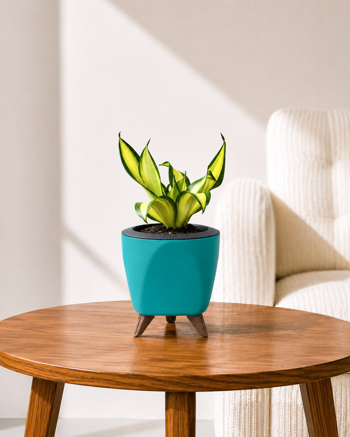 Twist Snake Plant in Self Watering Pot