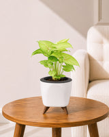 Syngonium Plant in Self-Watering Planter