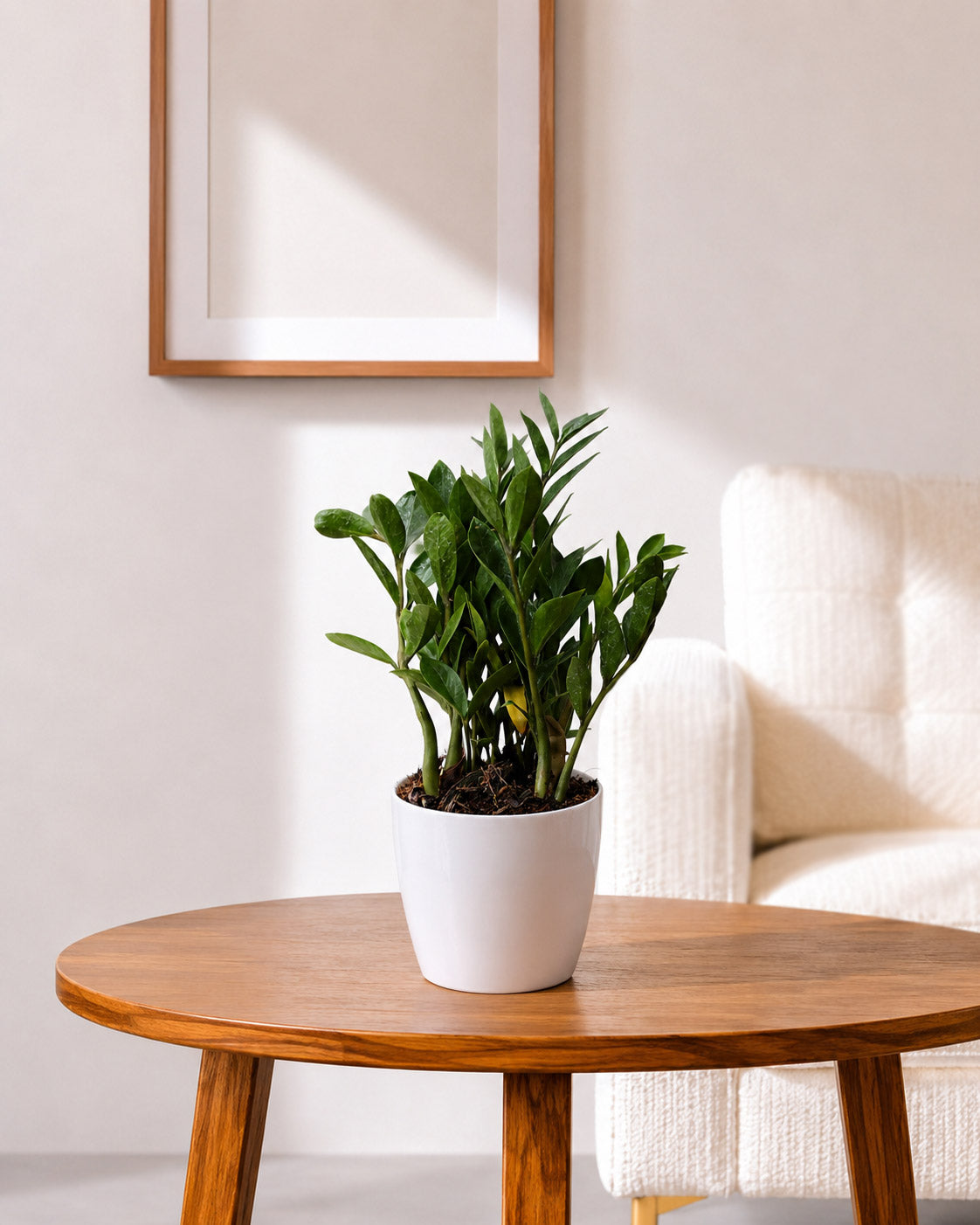 Zamioculcas (ZZ Plant)