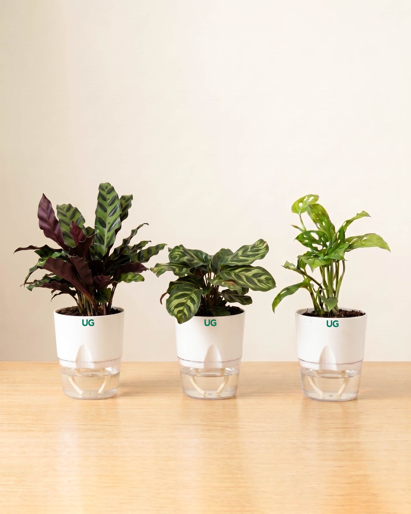 Calathea Peacock, Calathea Rattlesnake, and Broken Heart Plant Combo