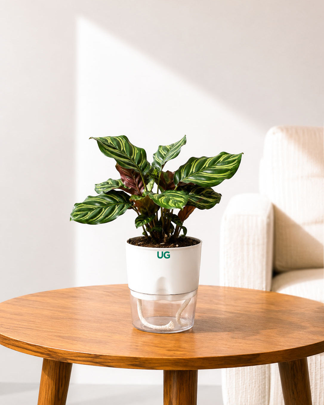 Golden Hahnii Snake Plant, Lucky Bamboo (2 Layer), and Calathea Peacock Combo