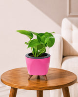 Money Plant Green in Self Watering Pot