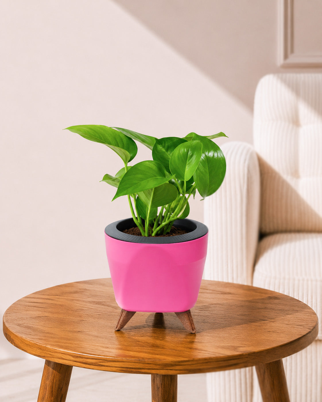 Money Plant Green in Self Watering Pot