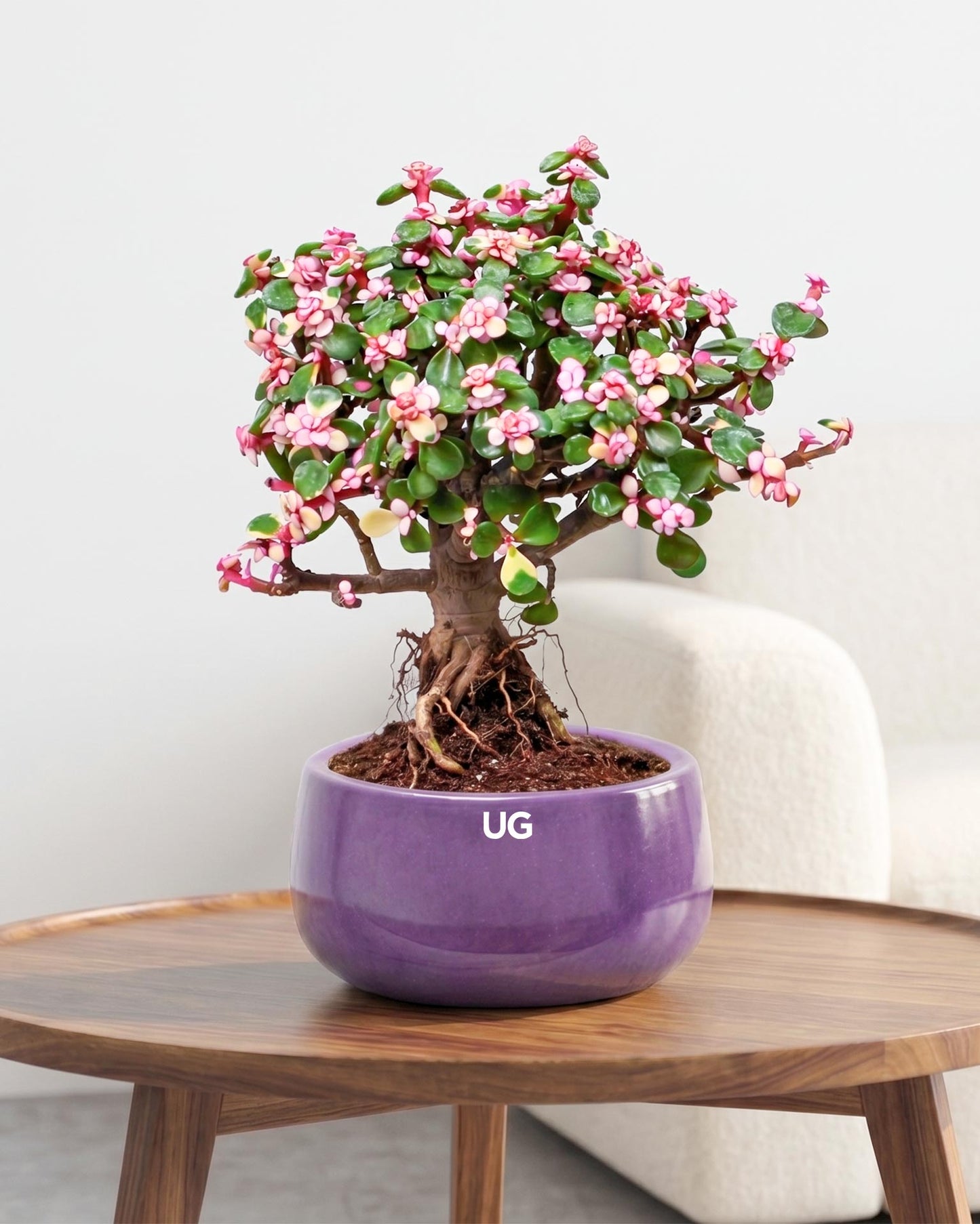 Portulacaria afra Plant
