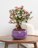 Portulacaria afra Plant