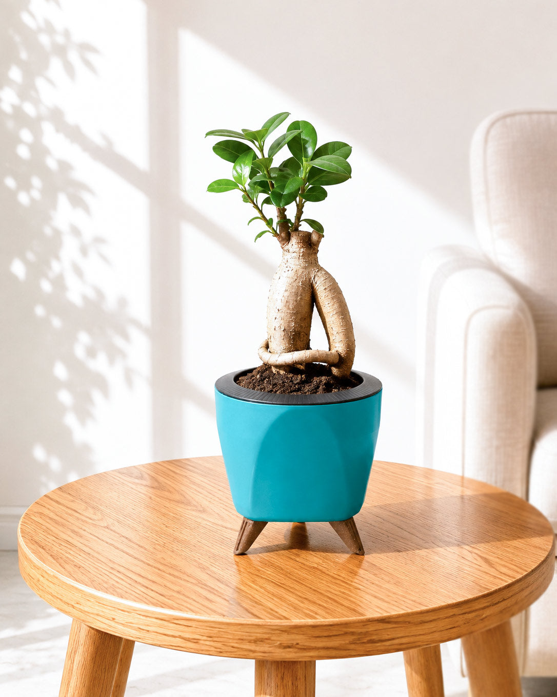 Ficus bonsai In Self-Watering (Small)