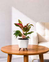 Aglaonema Lipstick