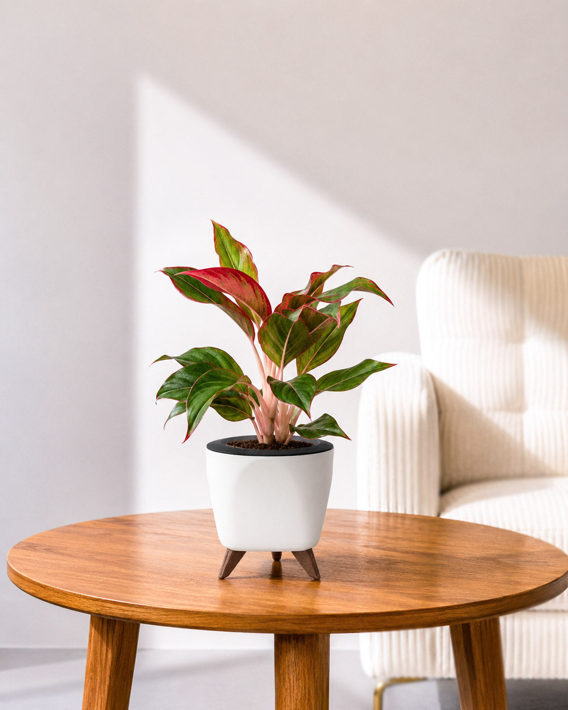 Aglaonema Lipstick