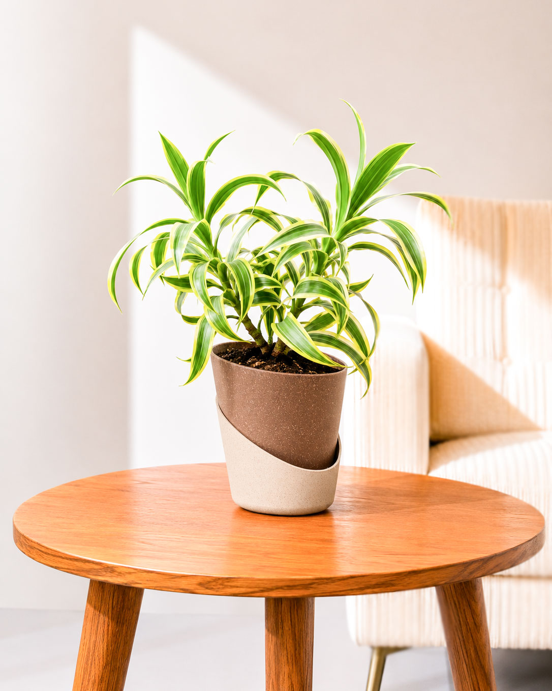 Song of India Plant