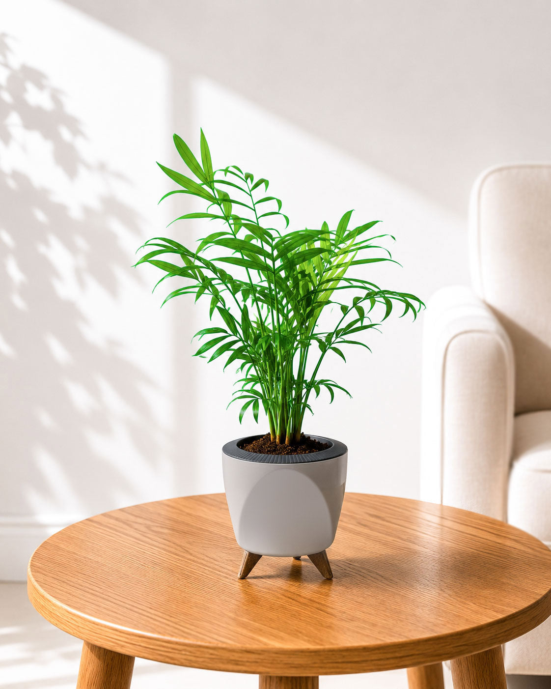 Chamaedorea Palm