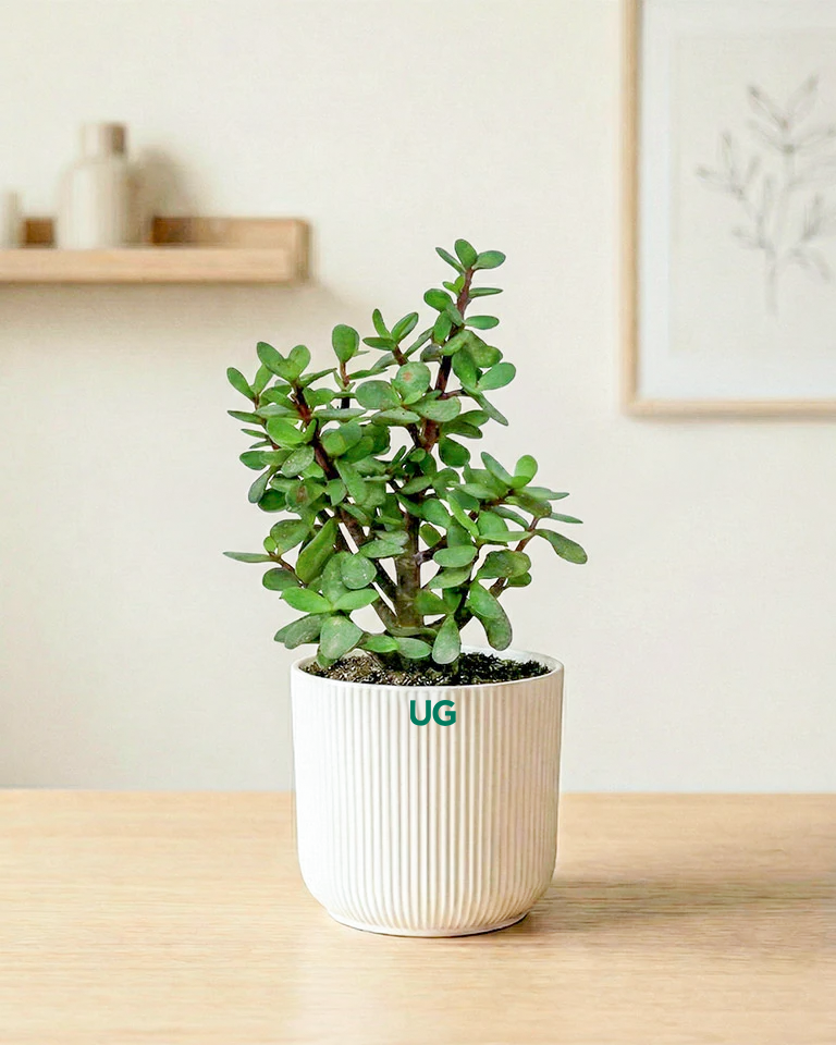 Jade Plant, Green Money Plant, Broken Heart Plant, and Chamaedorea Plant Combo