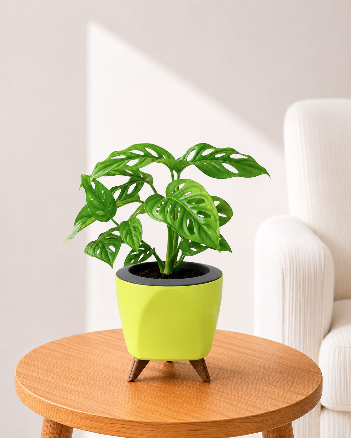 Philodendron Broken Heart In Self Watering Pot