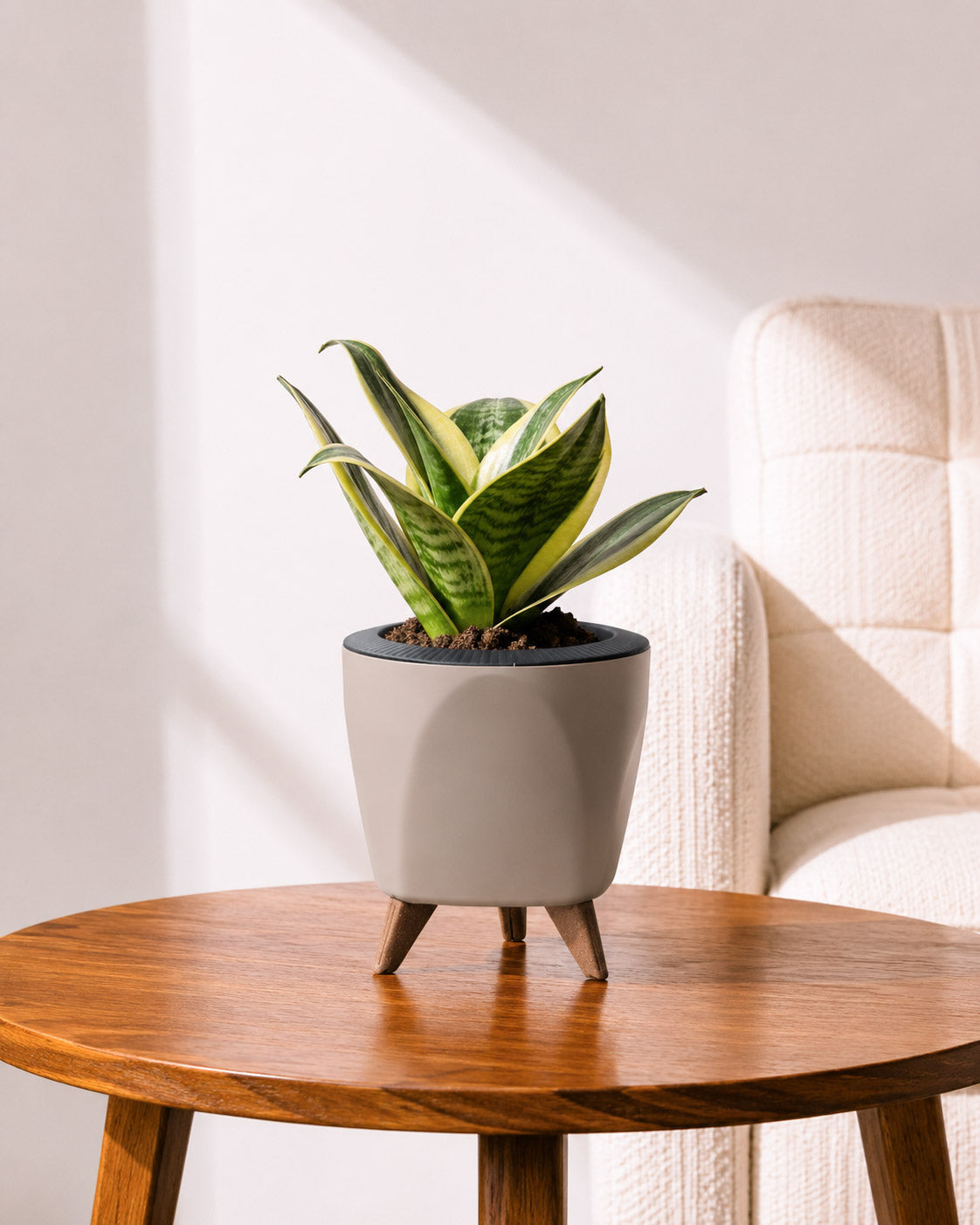 Golden Hahnii Snake Plant