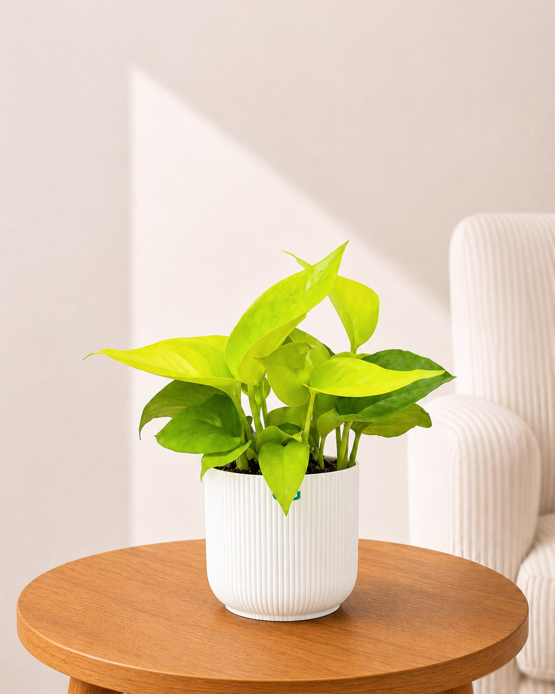 Broken heart, Green Money Plant and Golden money plant Combo