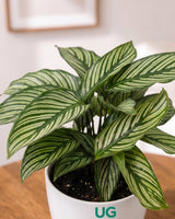 Calathea vittata