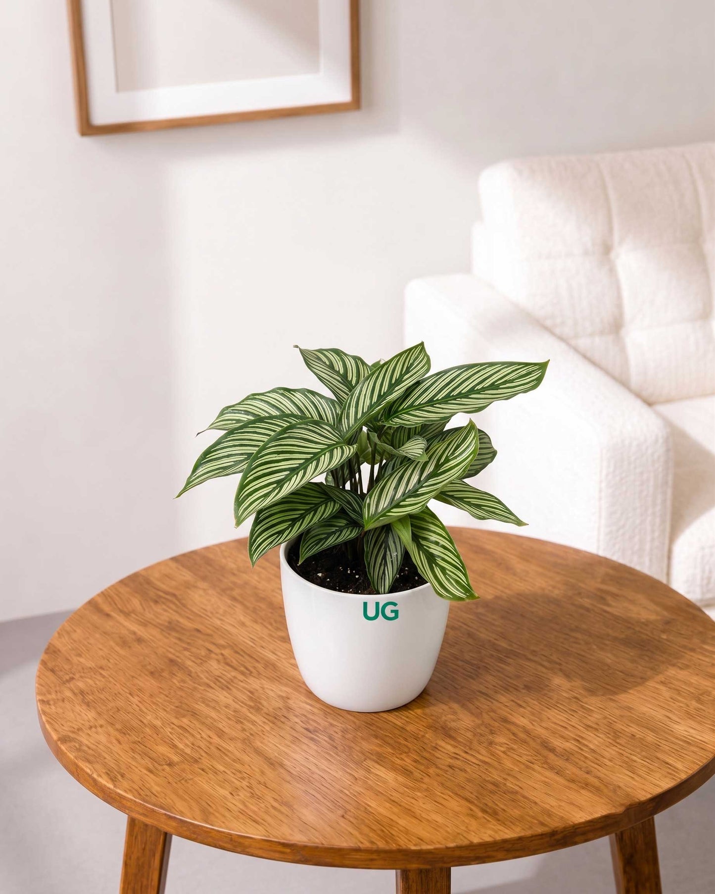Calathea vittata