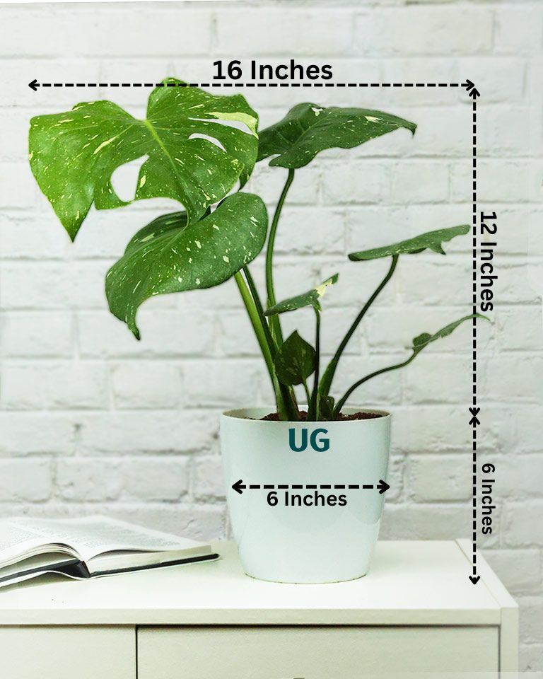 Monstera Plant