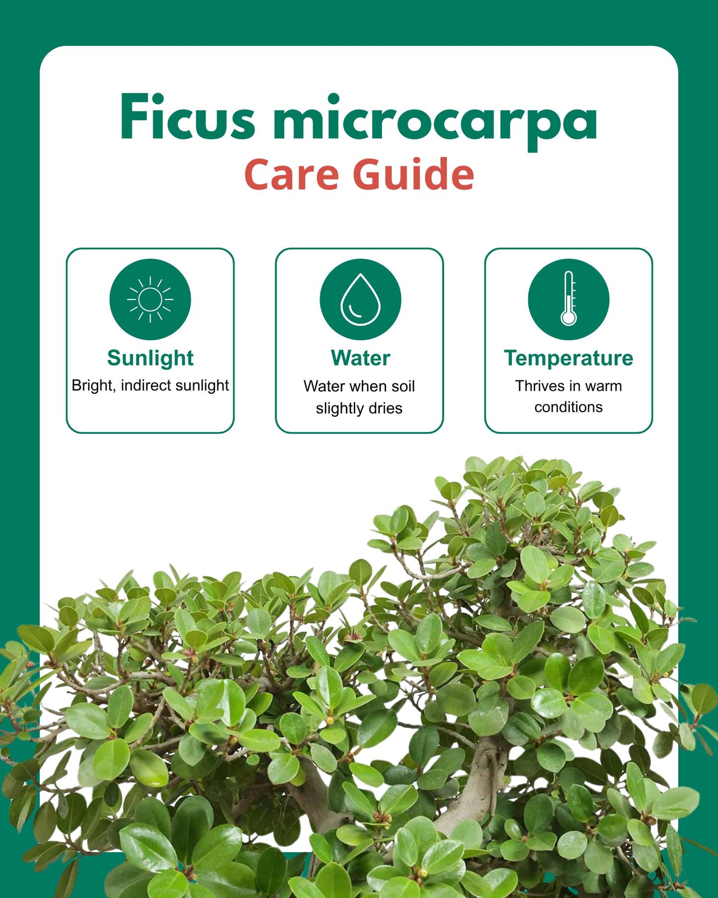 Ficus Microcarpa Bonsai