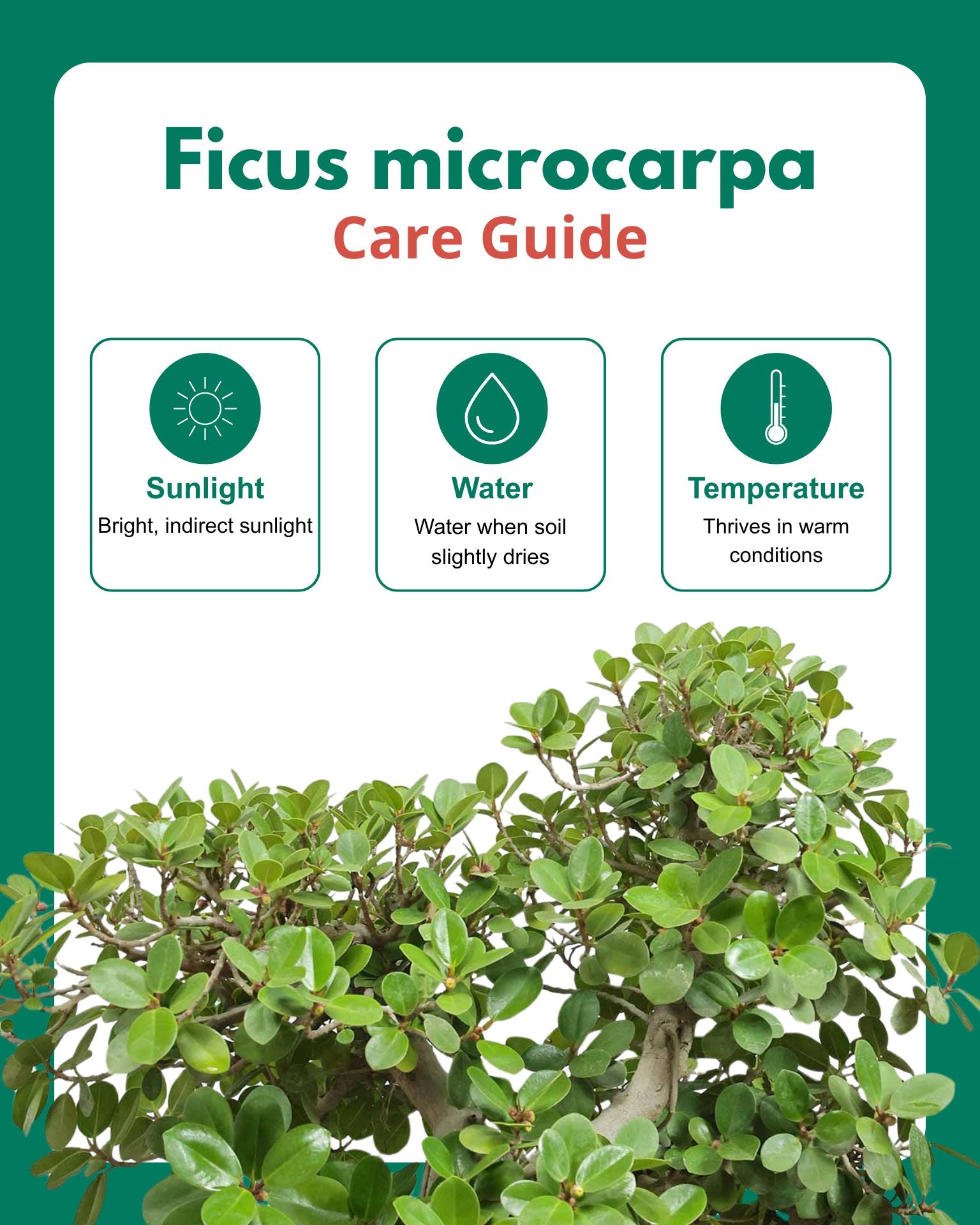 Ficus Microcarpa Bonsai
