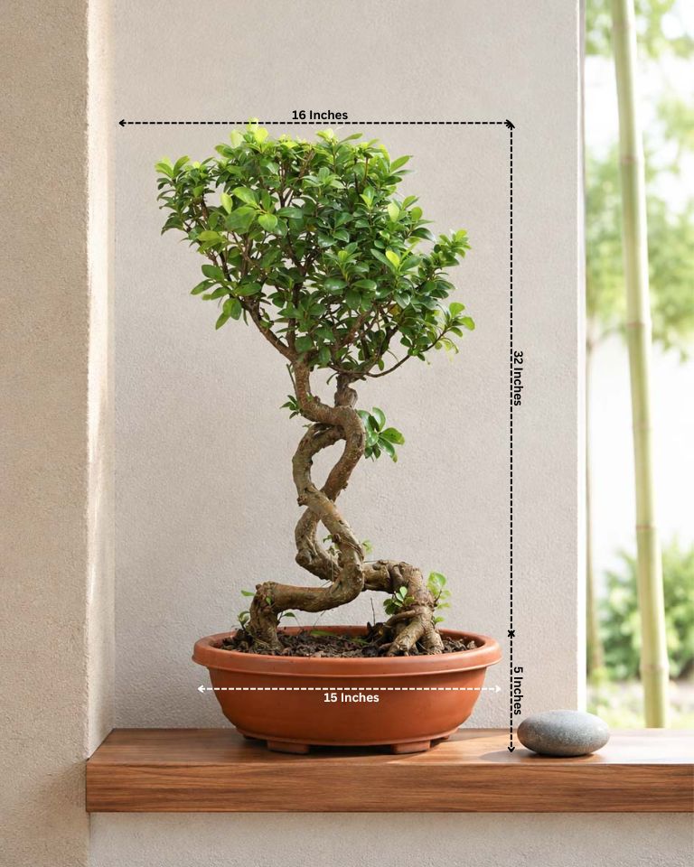 Ficus Nuda Bonsai