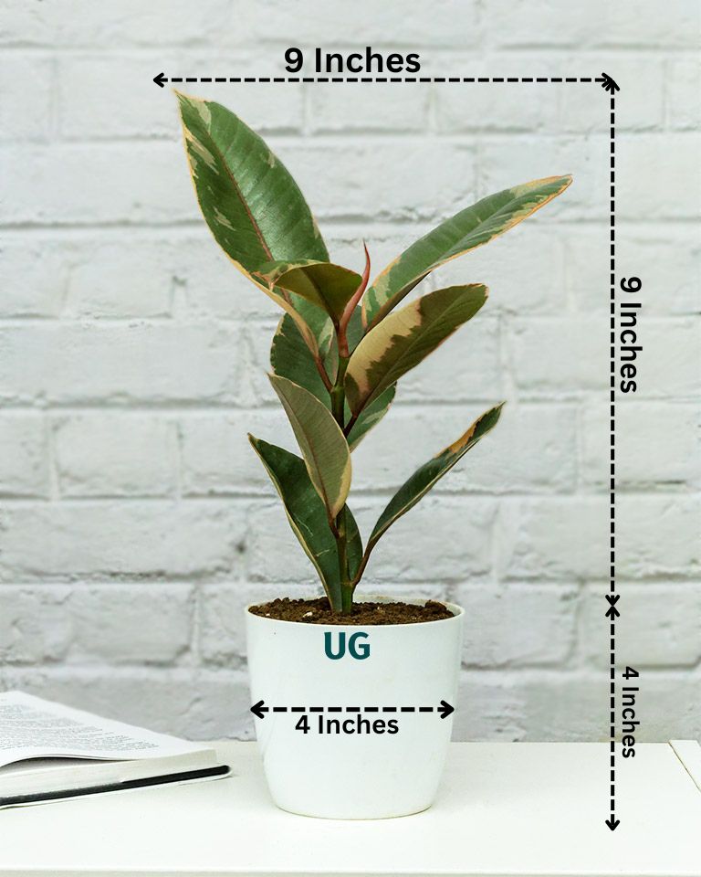 Rubber Plant Variegated in white plastic pot