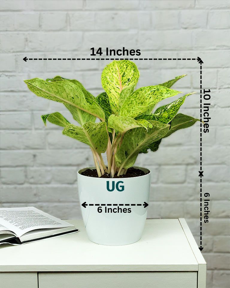 Aglaonema Lakchai