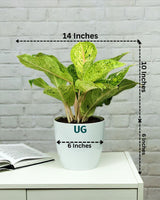 Aglaonema Lakchai