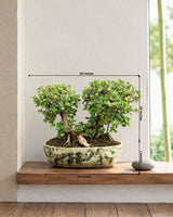 Ficus Long-Island Bonsai