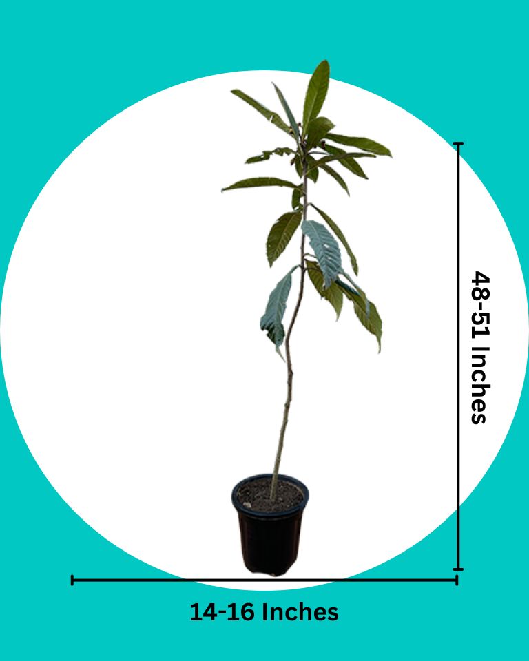 Hybrid Loquat Plant