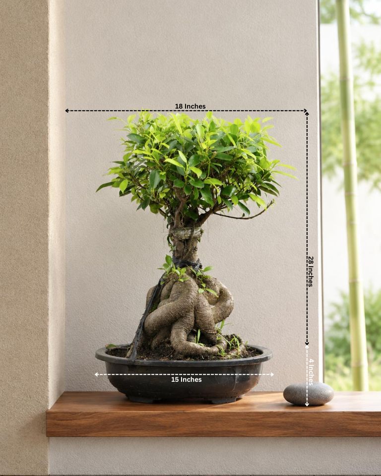 Ficus Panda Bonsai