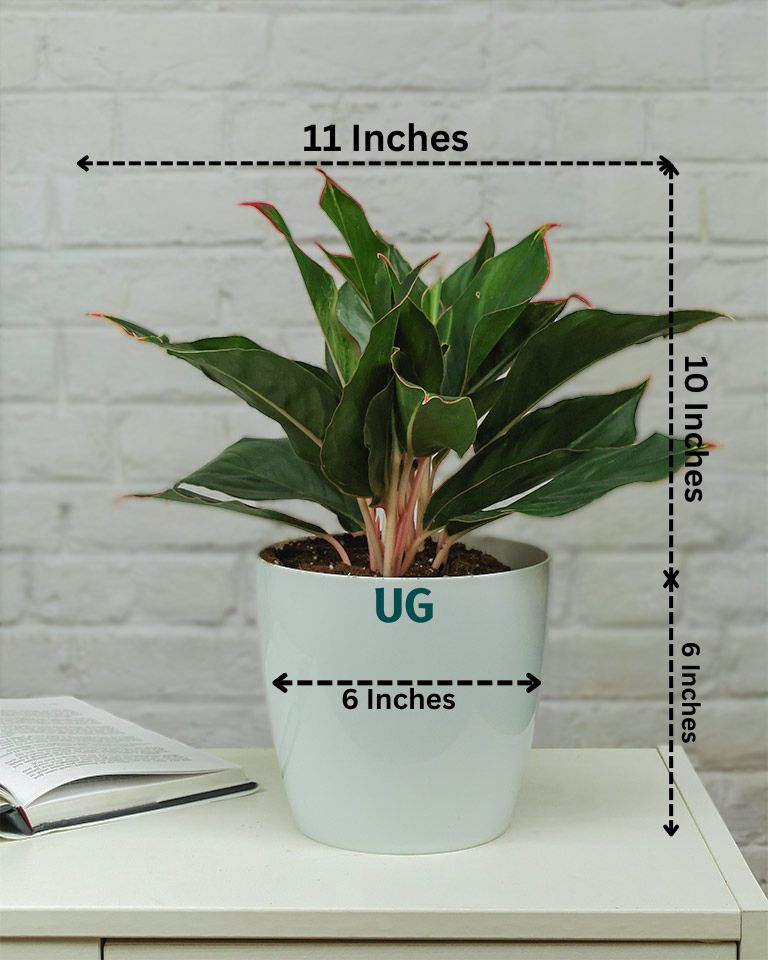 Aglaonema Shapphire plant in White pot