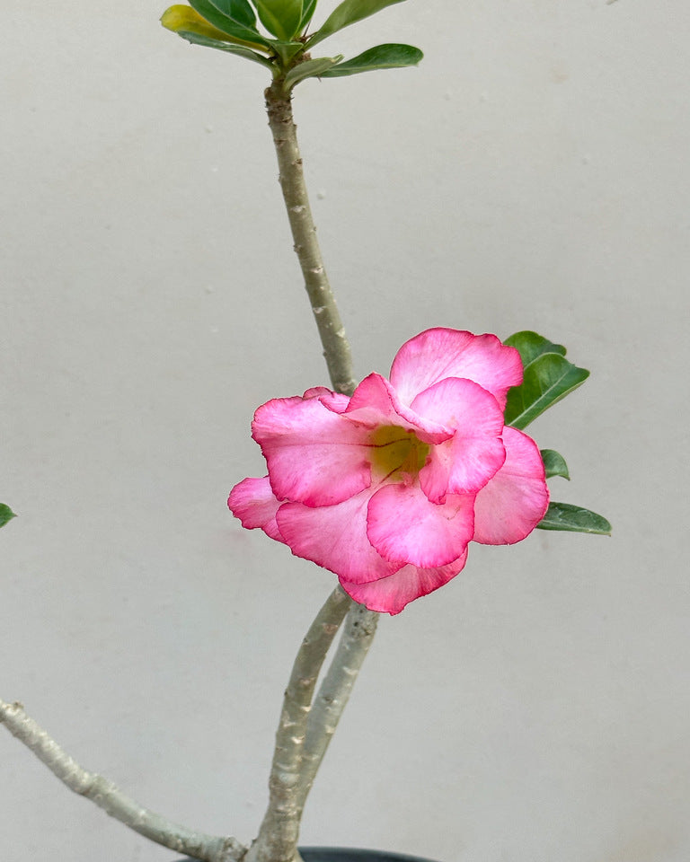 Adenium Desert Rose Grafted Plant (Any colour)