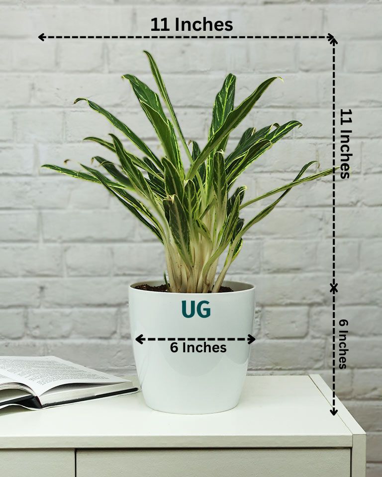 Aglaonema Bai Kaw in White Pot