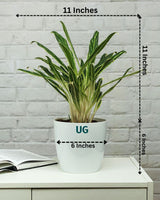 Aglaonema Bai Kaw in White Pot