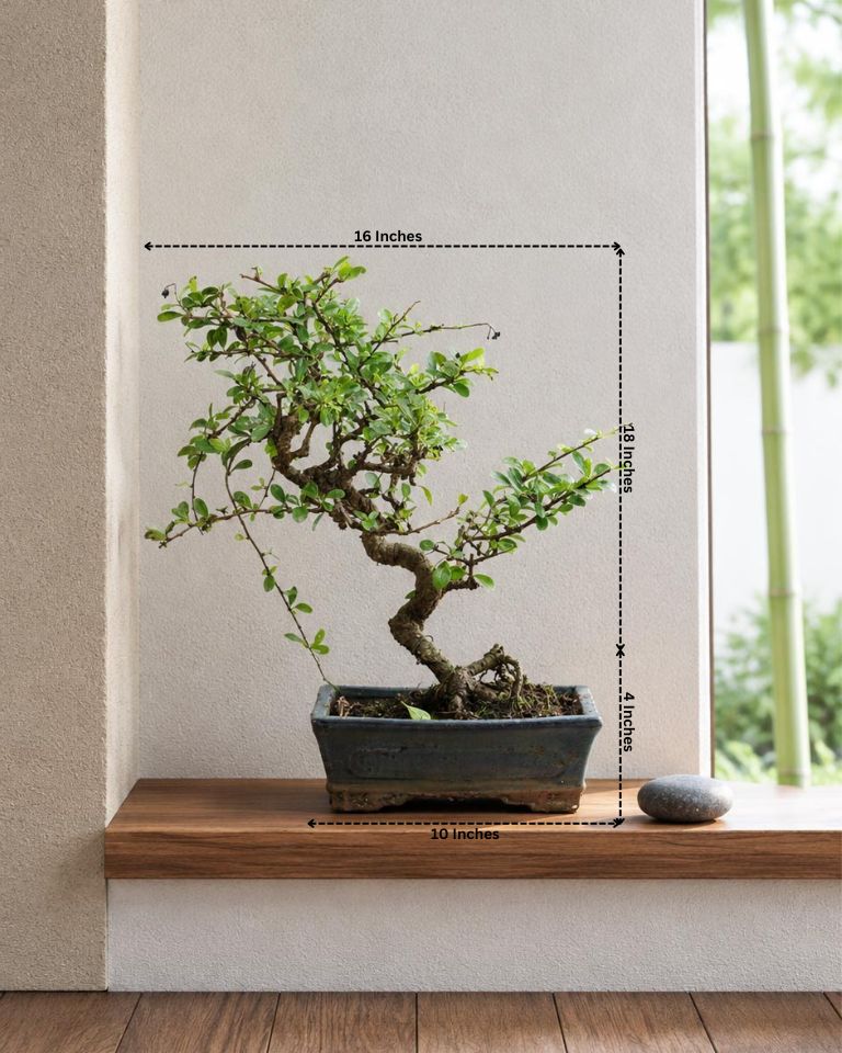 Ficus Tiger Bark Bonsai