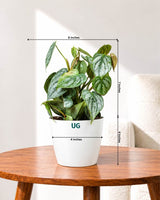 Philodendron brandtianum