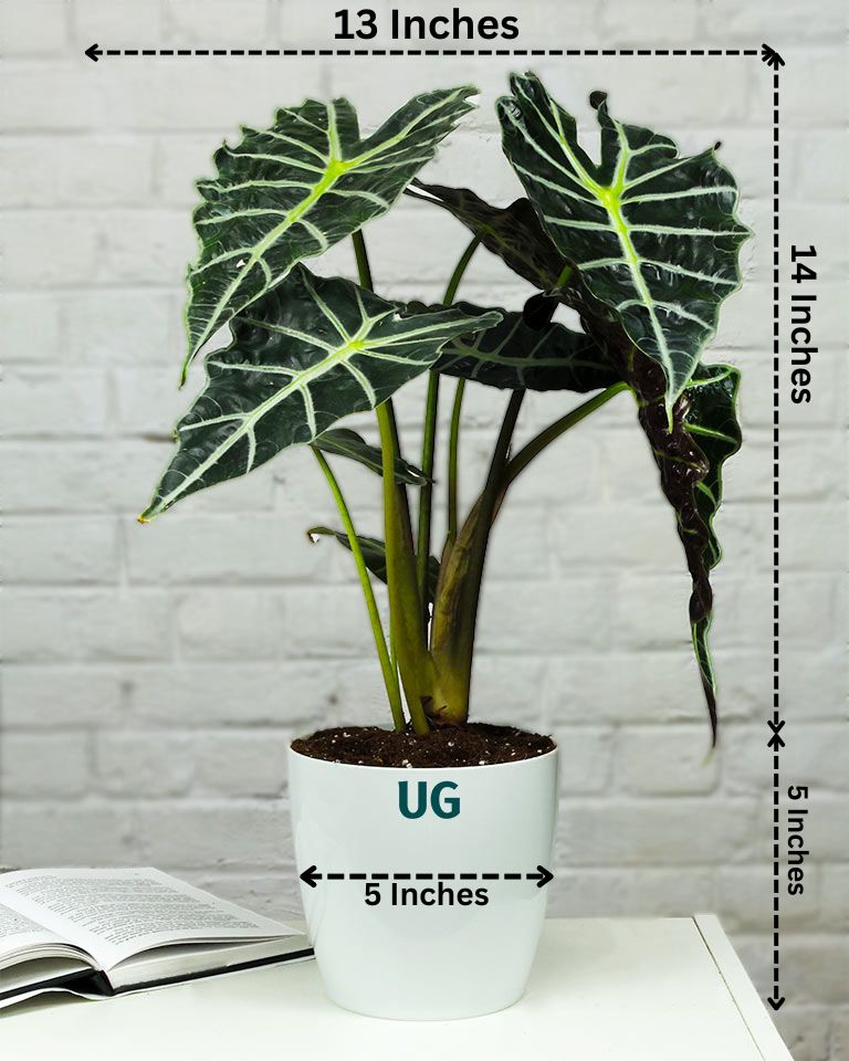 Elephant Ear Alocasia Plant