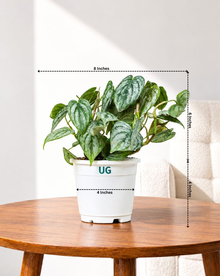 Philodendron brandtianum