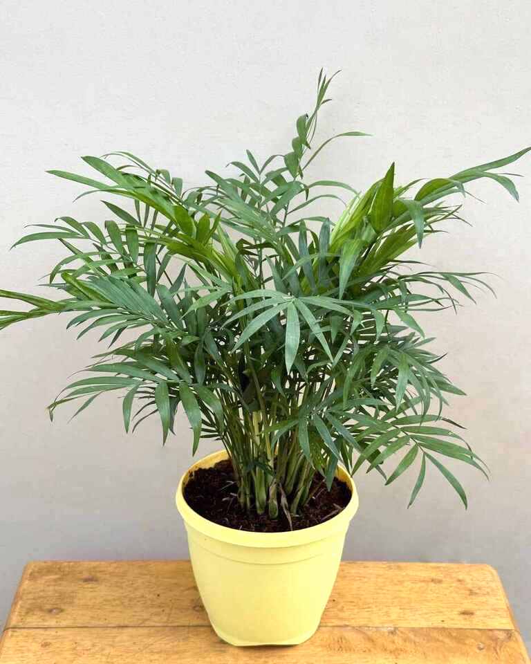 Buy chamaedorea online from Unlimited Greens