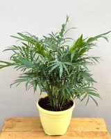 Buy chamaedorea online from Unlimited Greens