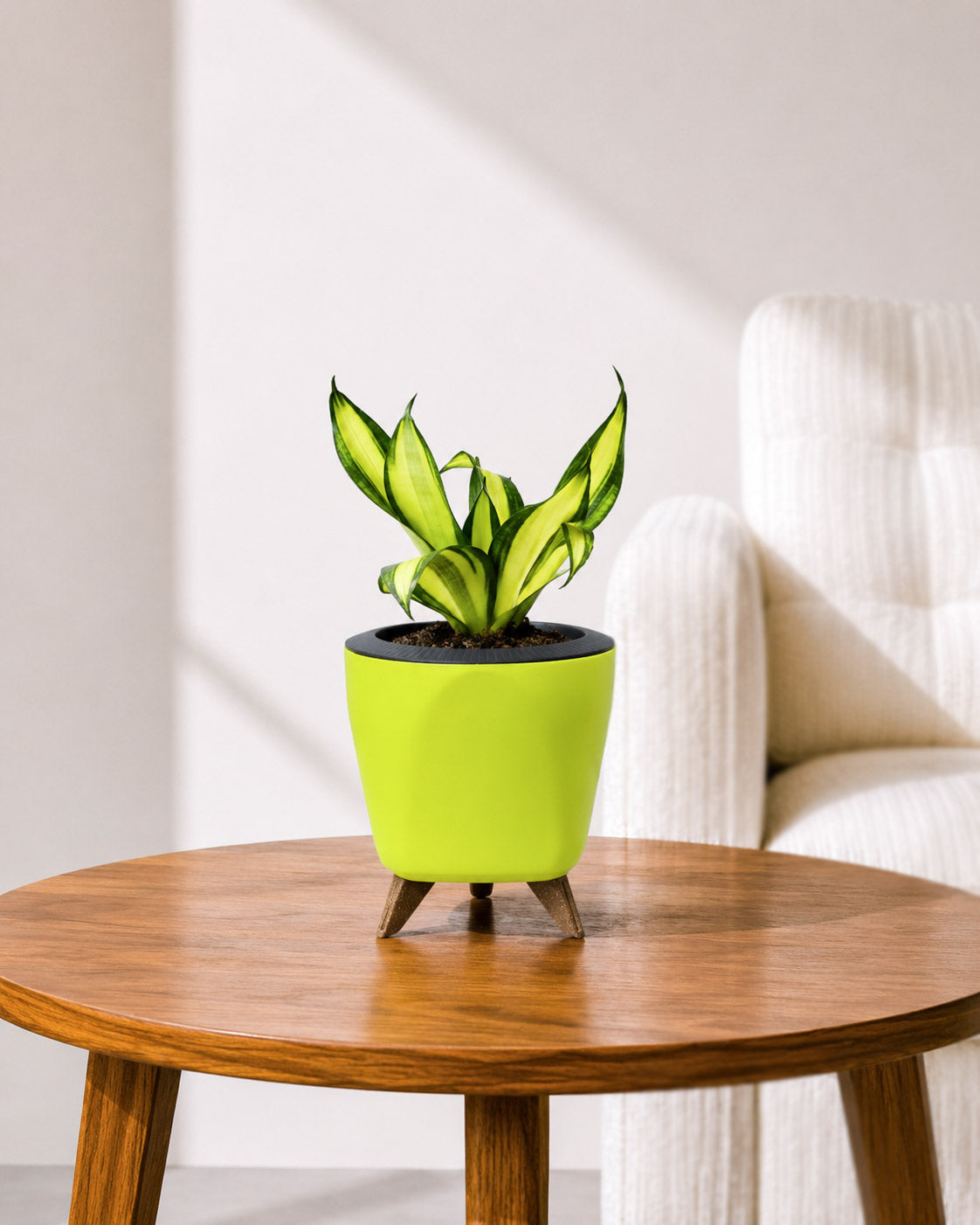 Twist Snake Plant in Self Watering Pot