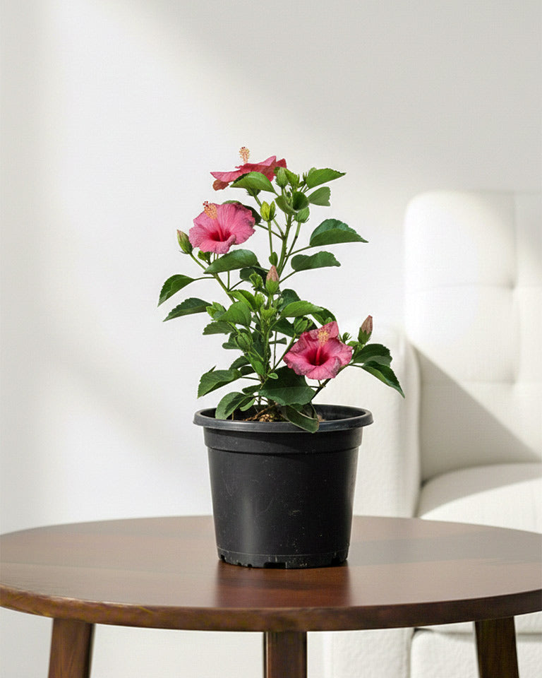 Hibiscus Plant