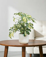 Schefflera Variegated