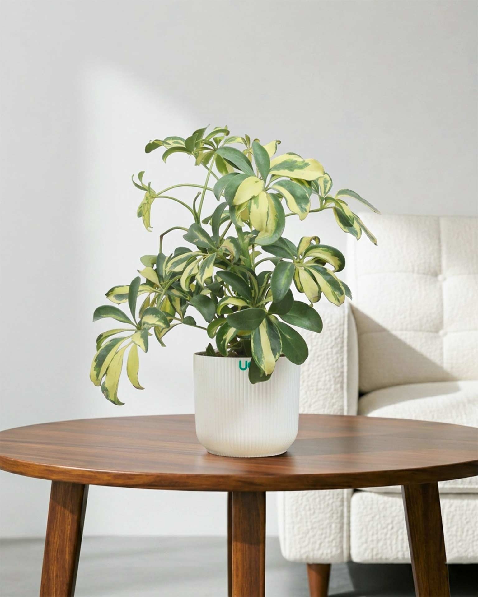 Schefflera Variegated