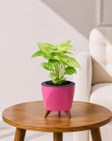 Syngonium Plant in Self-Watering Planter