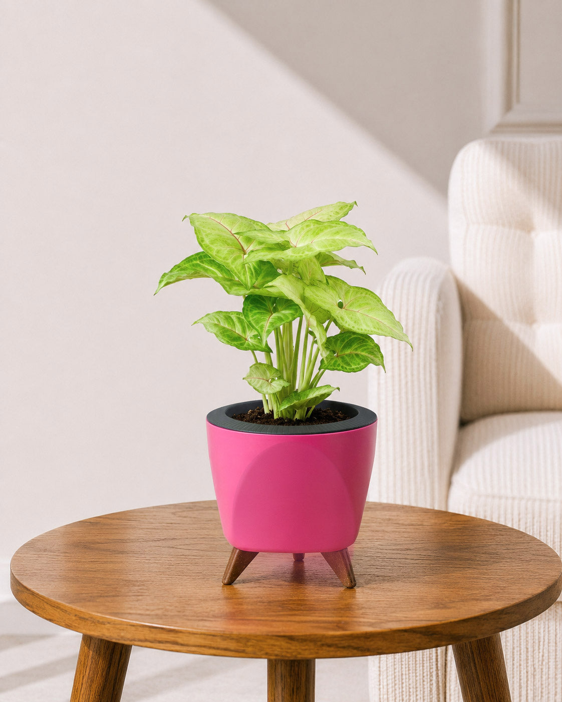 Syngonium Plant in Self-Watering Planter