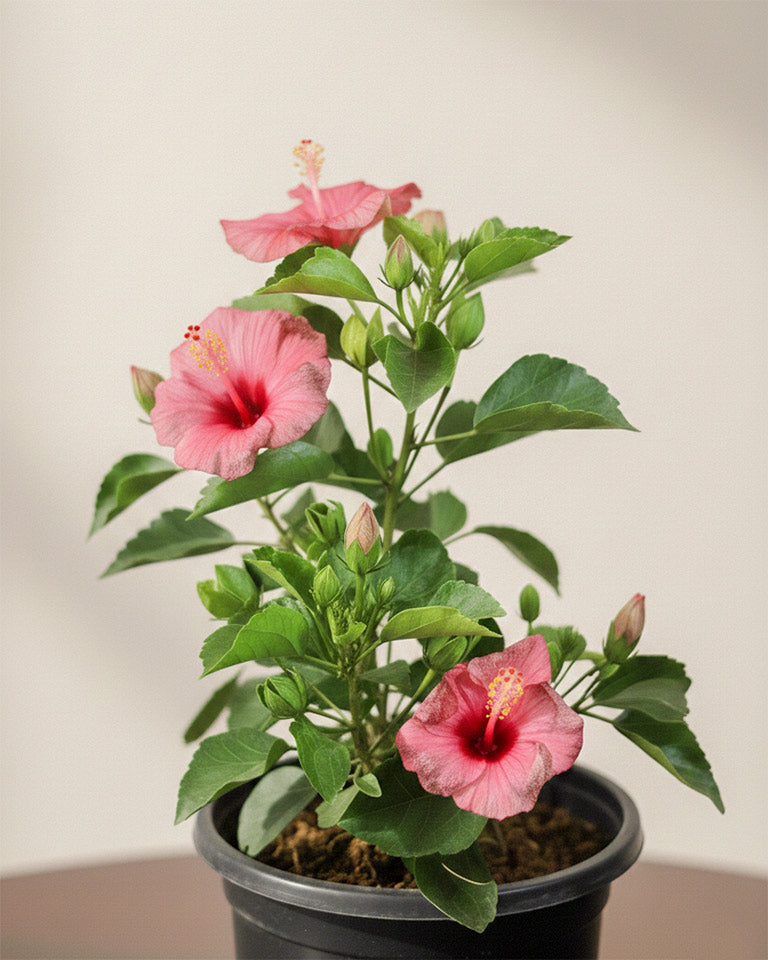 Hibiscus Plant