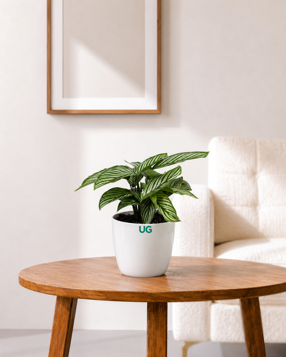Calathea vittata